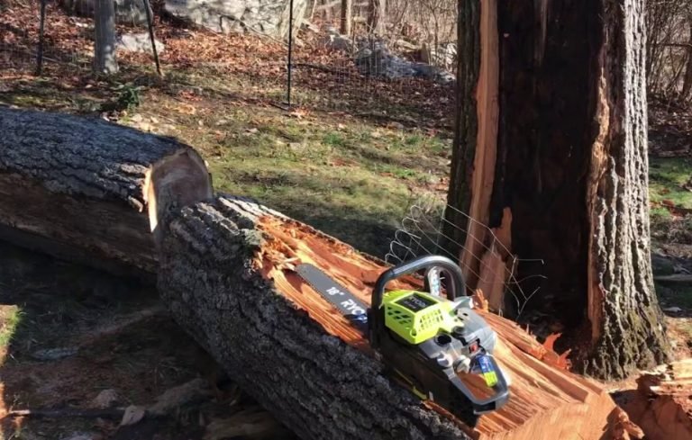 How to Cut a Fallen Tree With a Chainsaw - Mechanic Insight